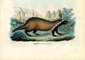 グレーターグリソン、1863-79 作： Raimundo Petraroja